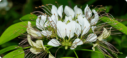 New Era Protect Crataeva